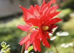 吉祥大丽花