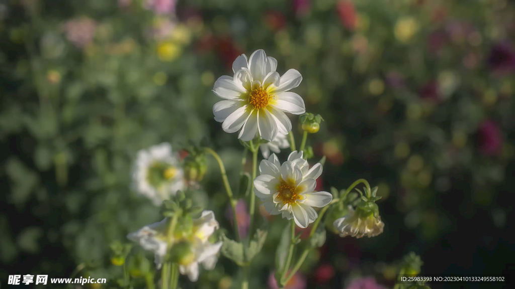 野外的菊花