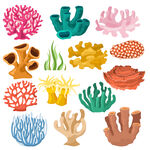 珊瑚礁海葵