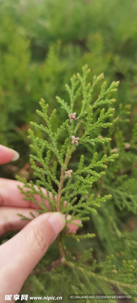 松树花  绿色