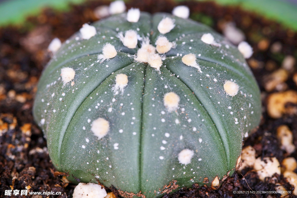 多肉植物微距摄影之星兜仙人球