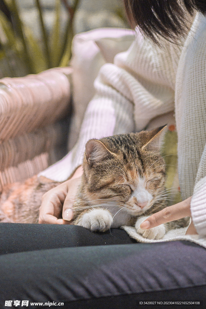猫星人