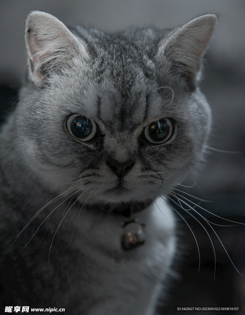 英国短毛猫