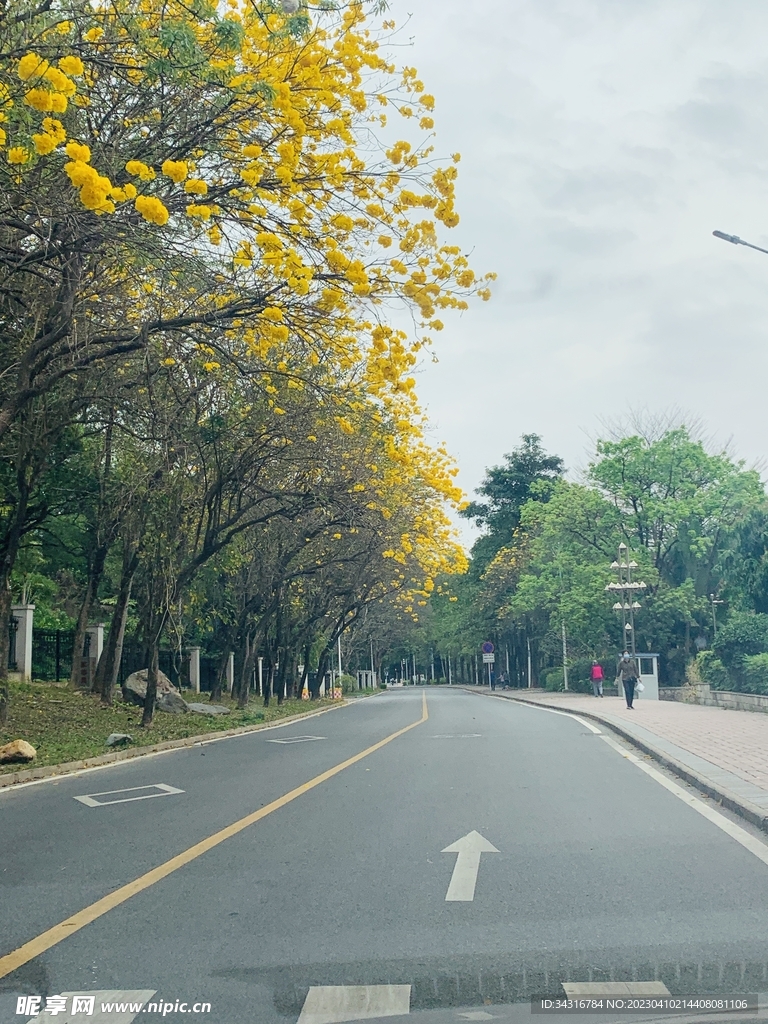 树木风景图片 