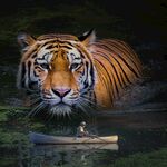 老虎