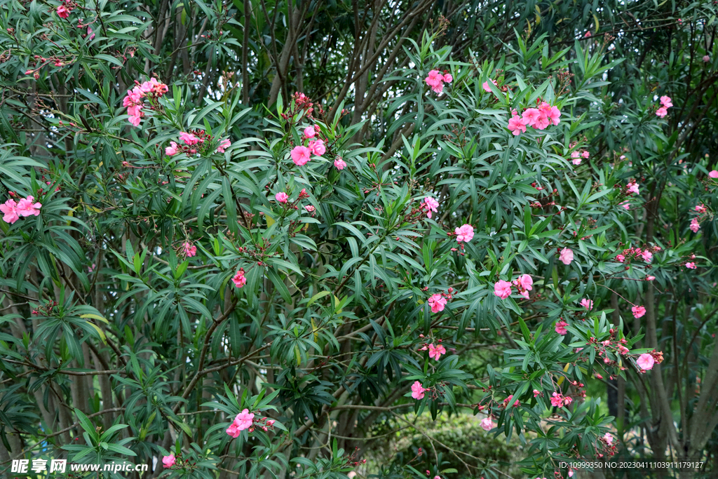 夹竹桃花