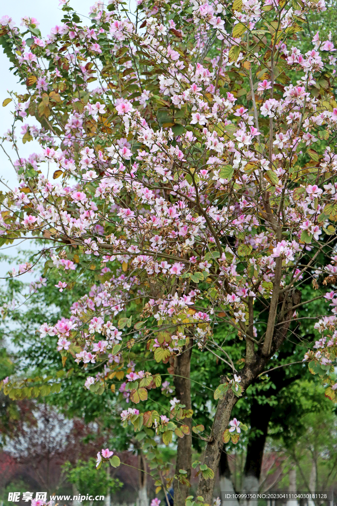 紫荆花