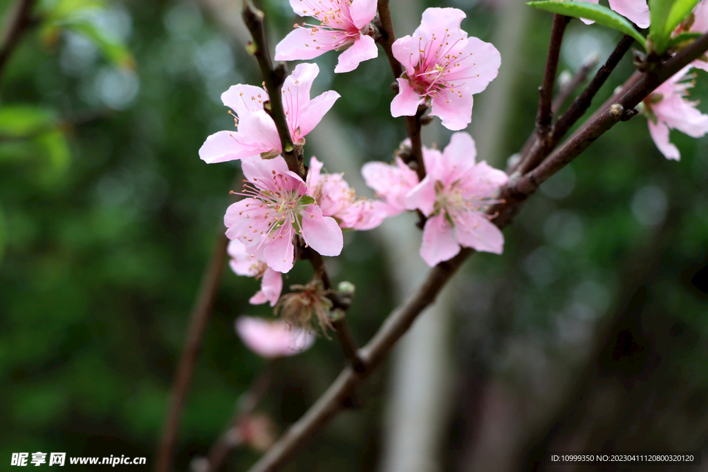 桃花