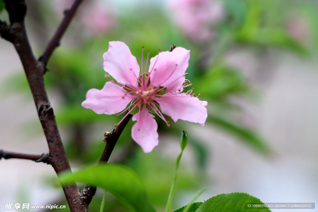 桃花