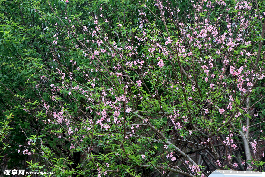 桃花