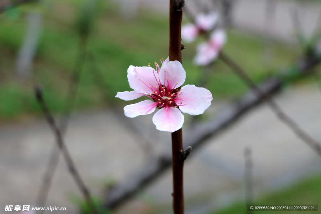 桃花