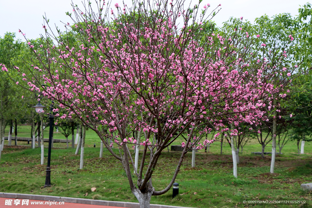 桃花树