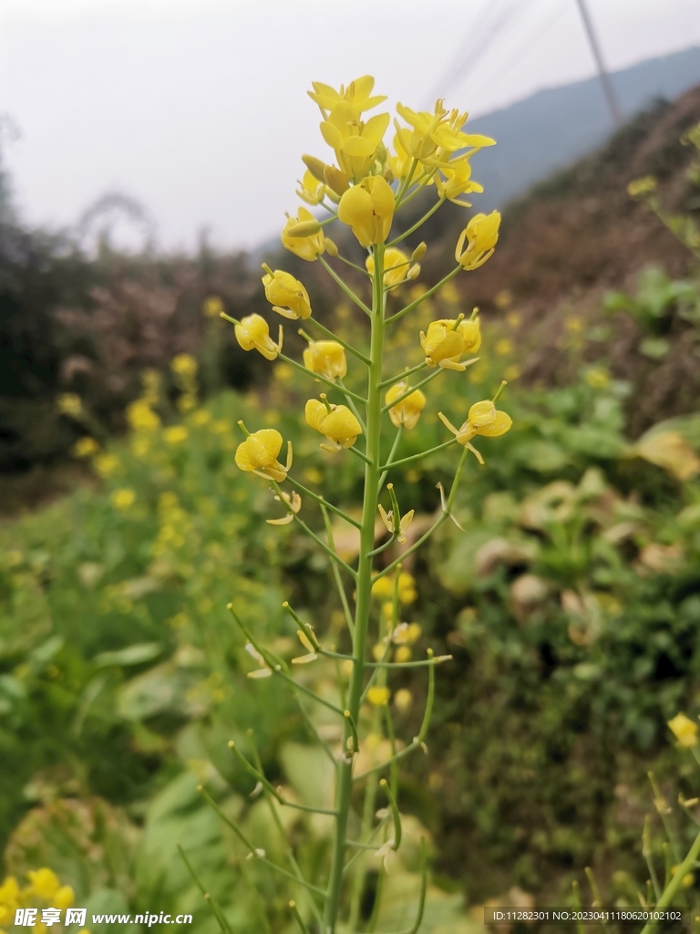 油菜花