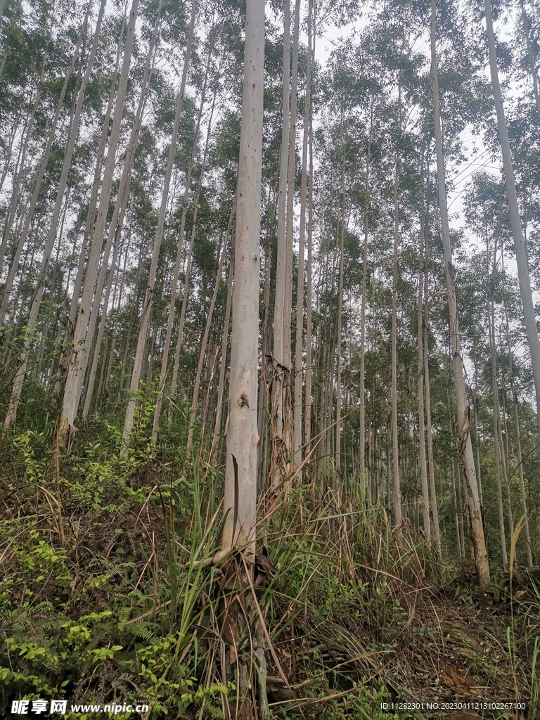 橡胶树