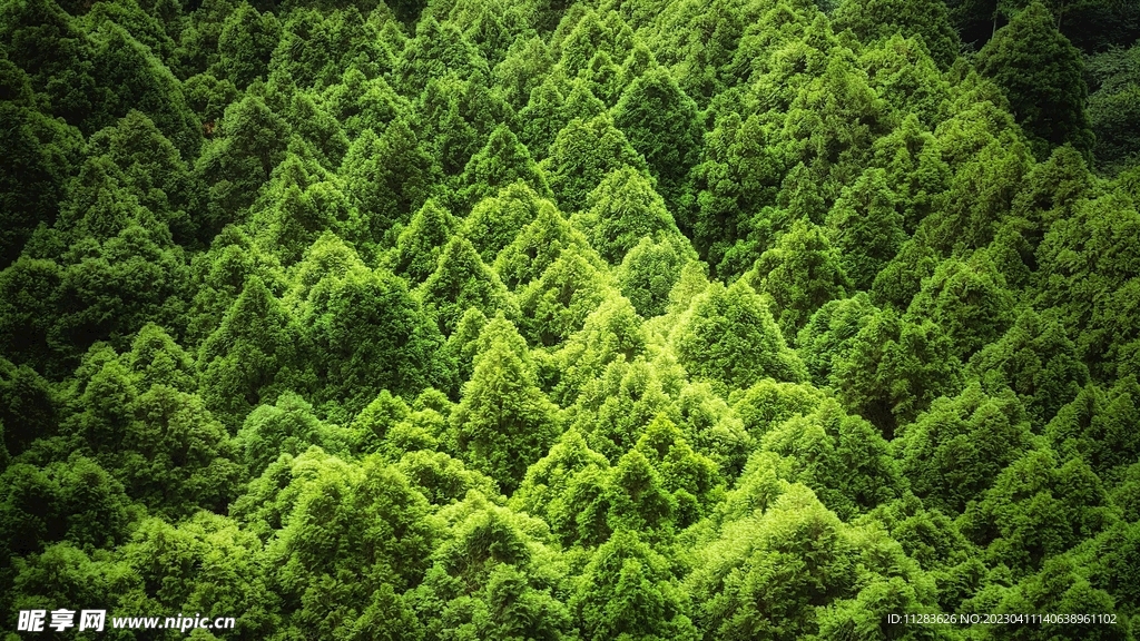 树木背景