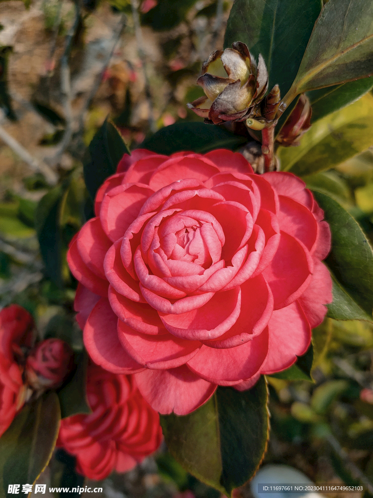茶花