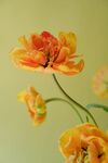 橘黄色花毛茛花瓣