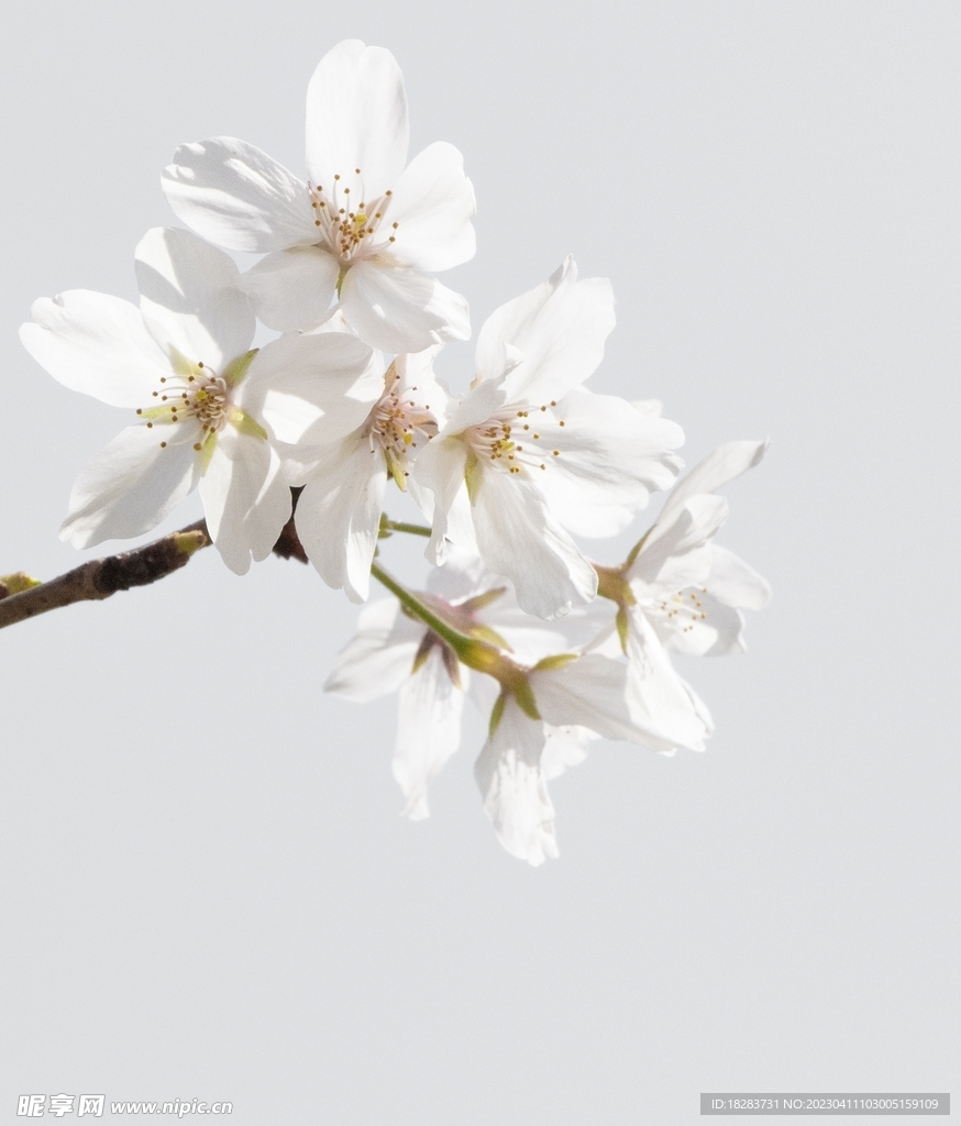 白色东京樱花图