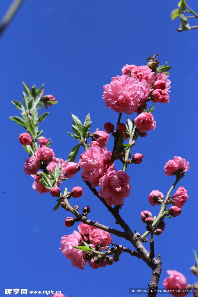 碧桃花