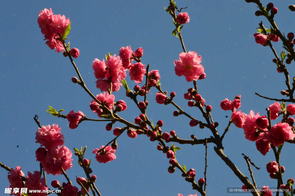 碧桃花 