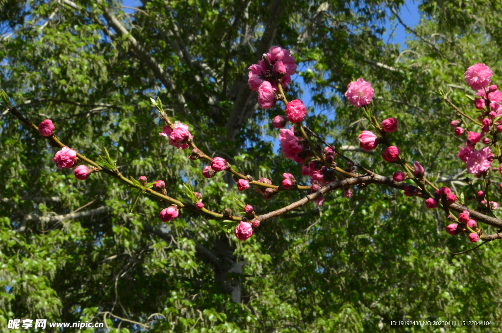 桃花 