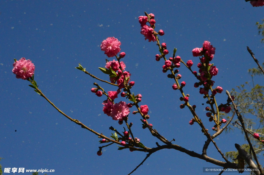 桃花 