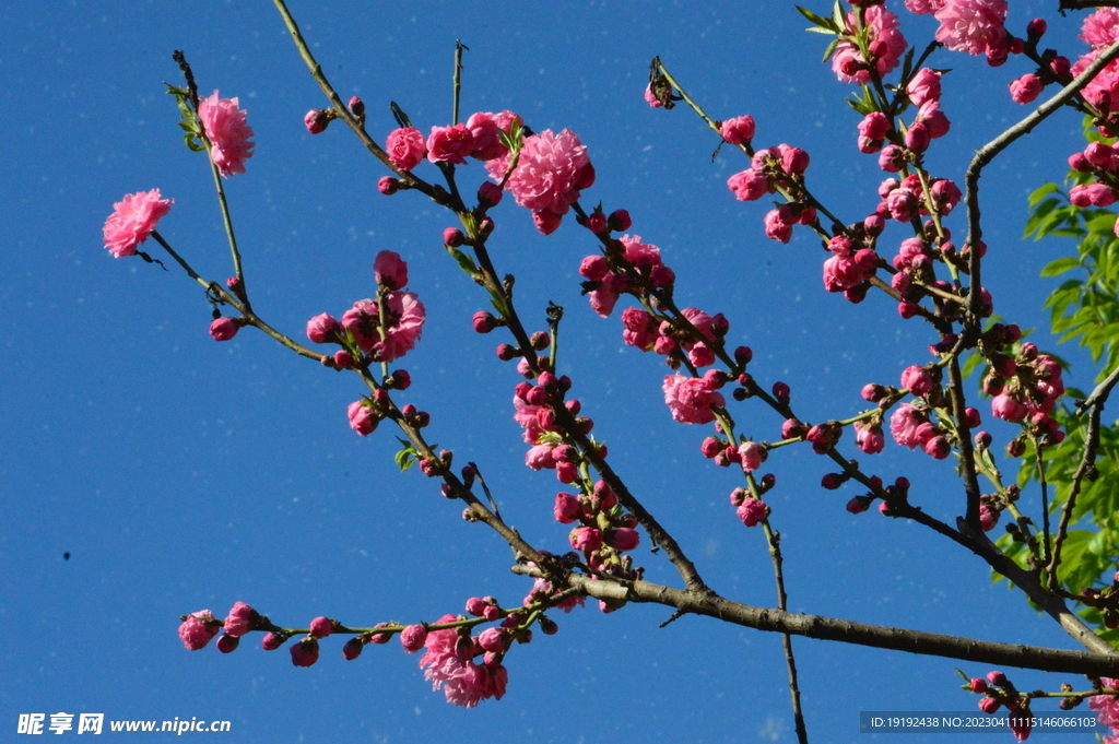 碧桃花