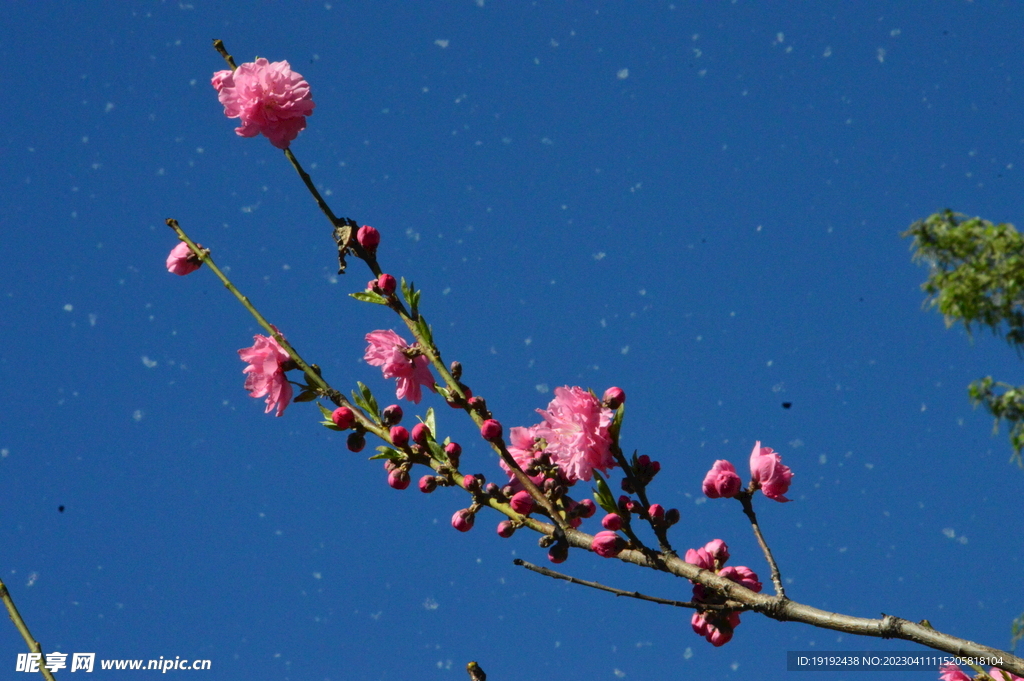 碧桃花 