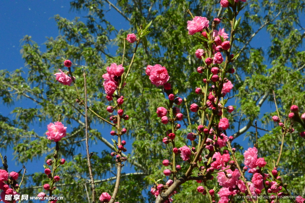 碧桃花 