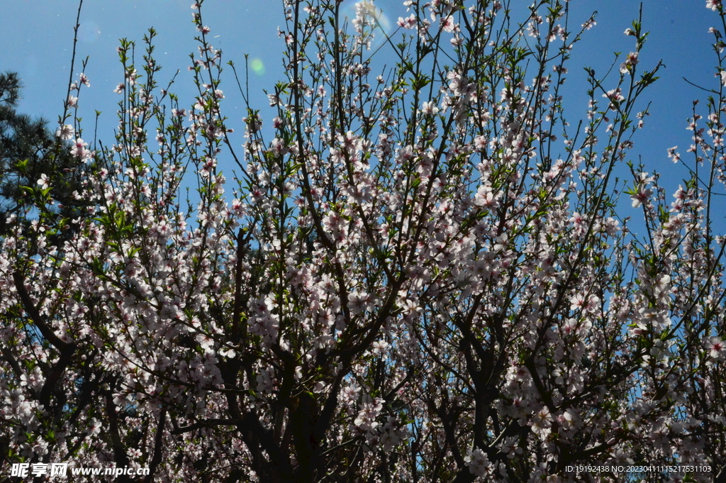 桃花 