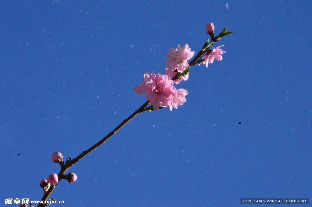 碧桃花 