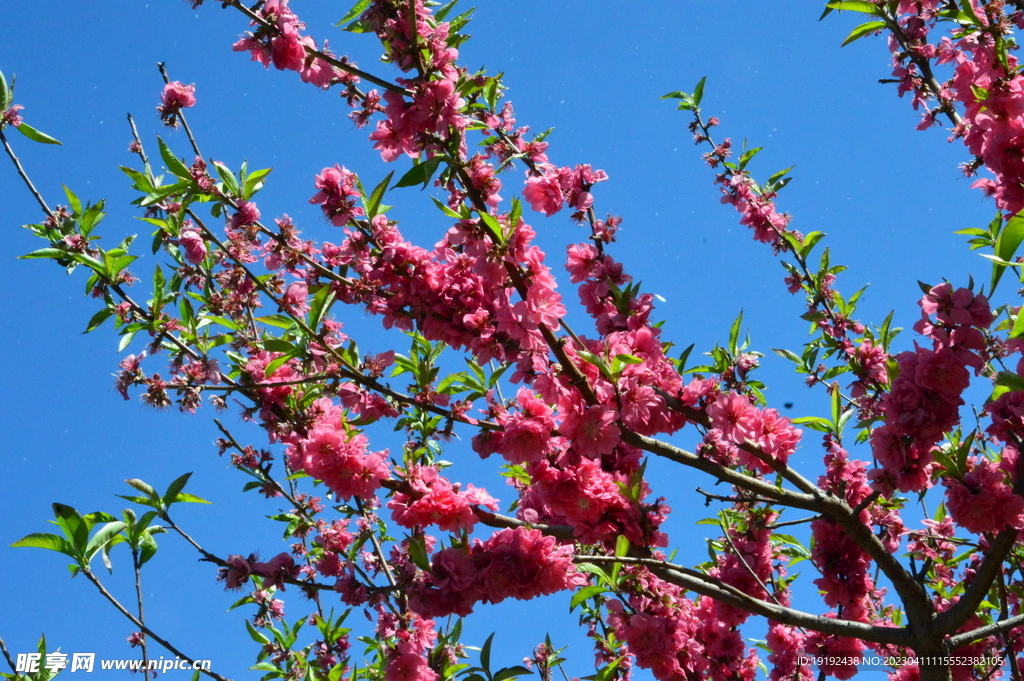 碧桃花 