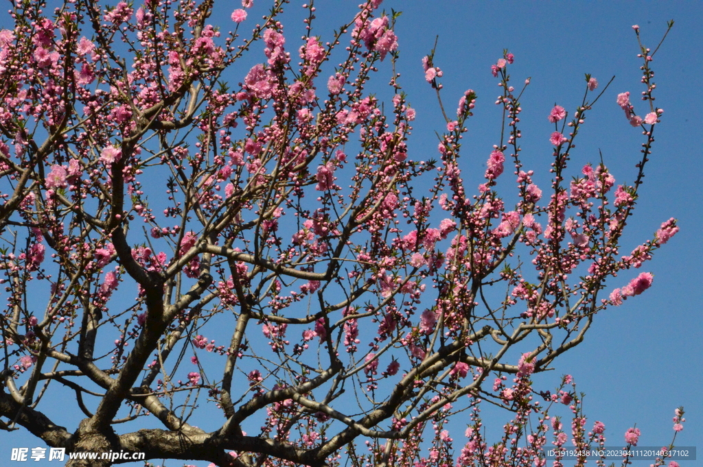 桃花 