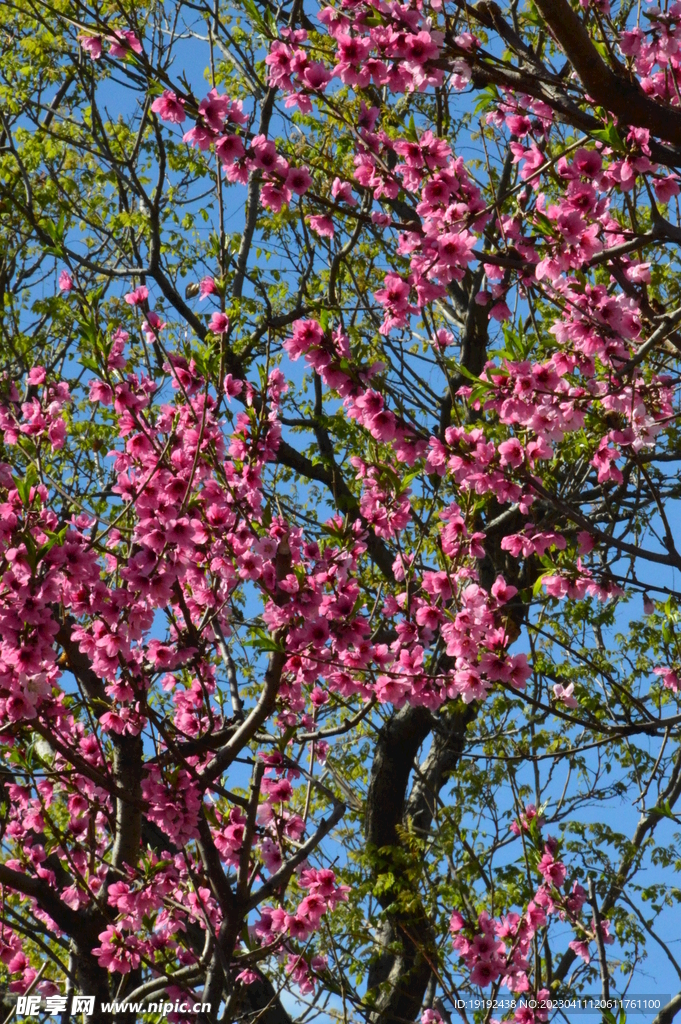 桃花 