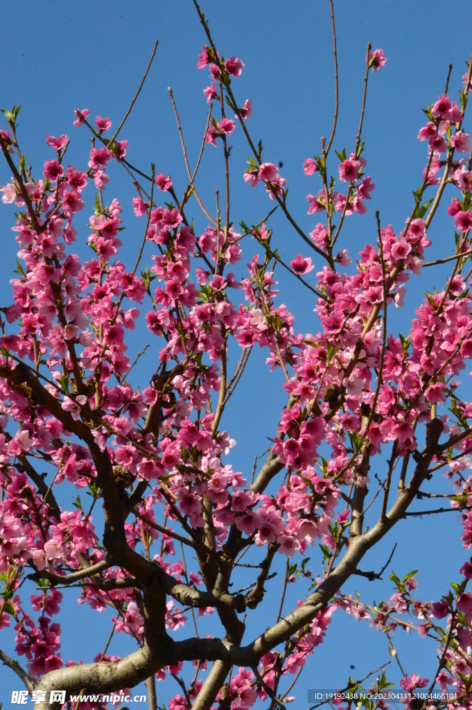 桃花 