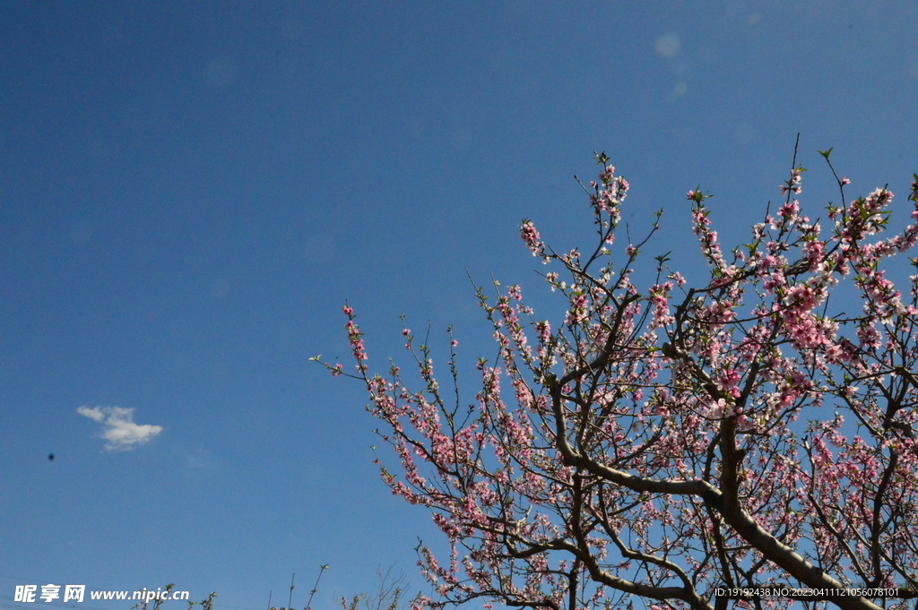桃花