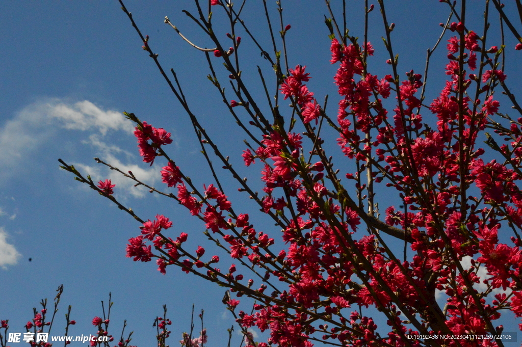 菊花桃 