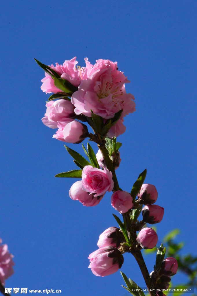 碧桃花儿 