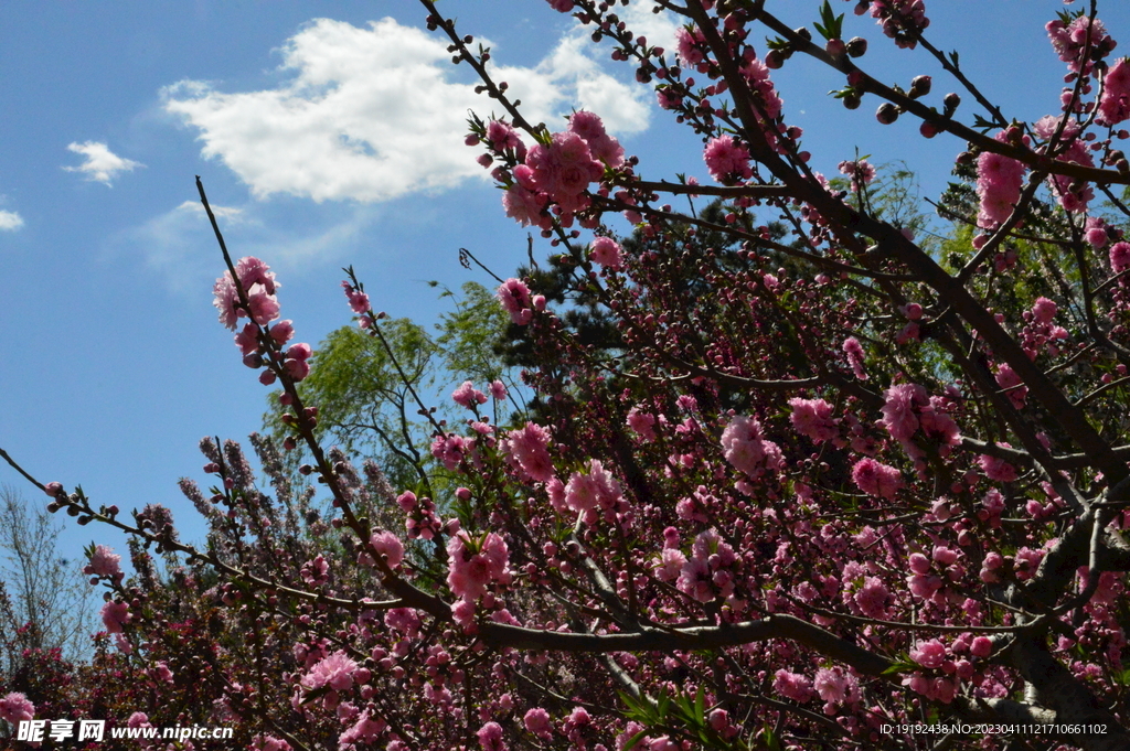 碧桃花儿 