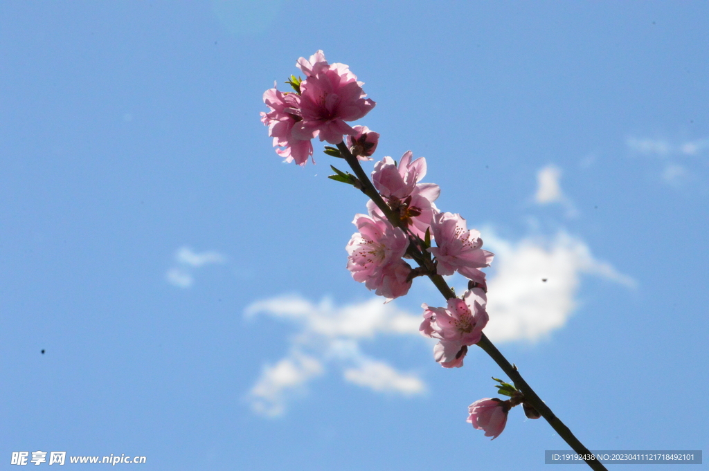 碧桃花儿 