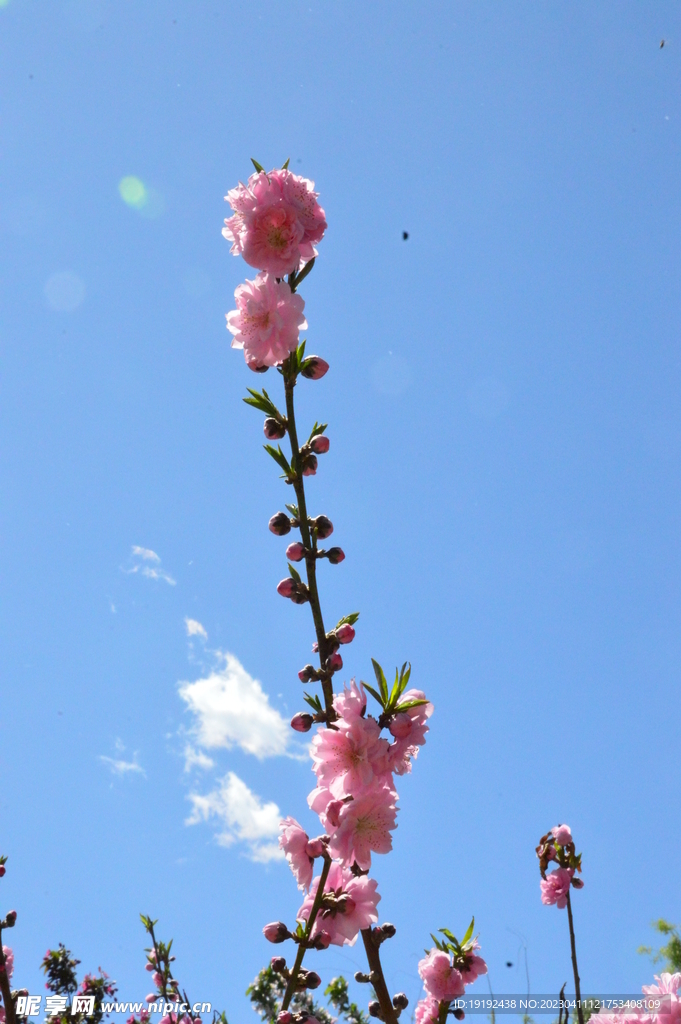 碧桃花儿