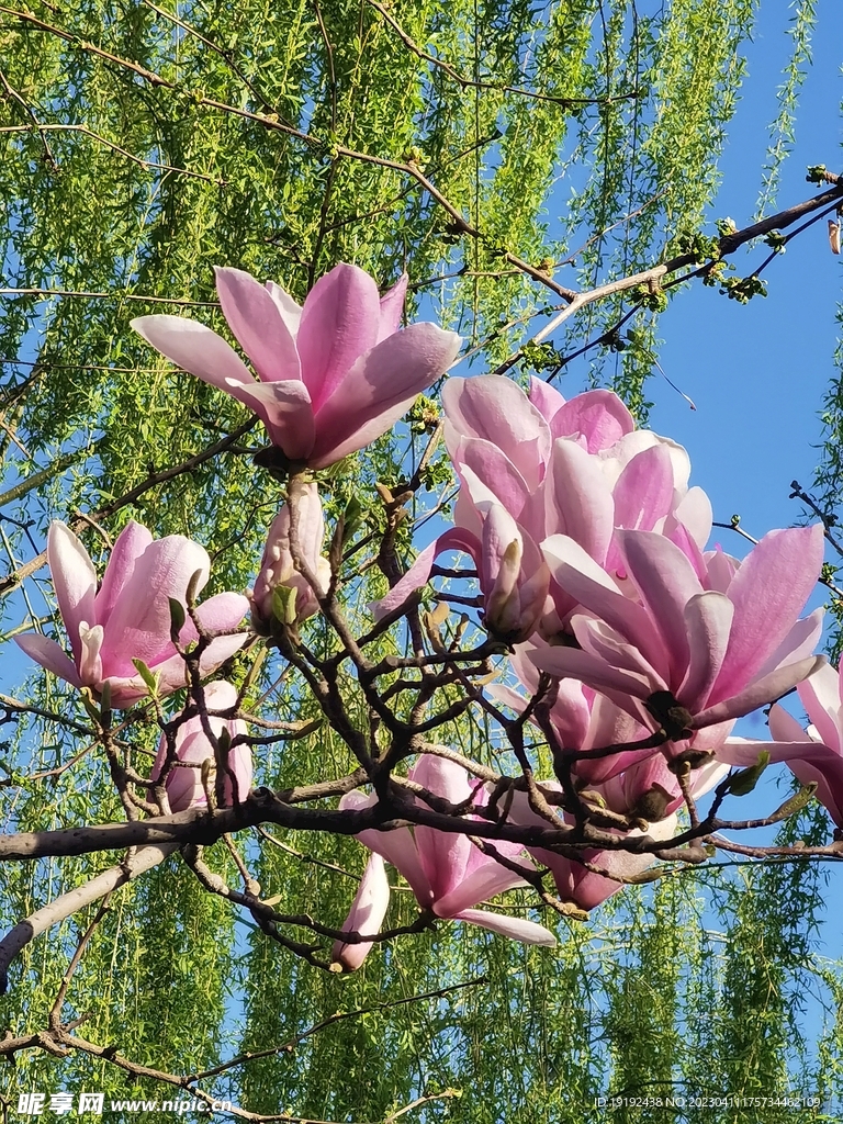 玉兰花 