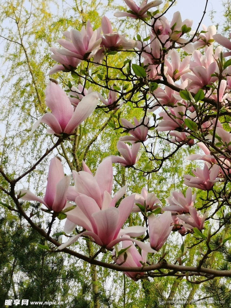玉兰花