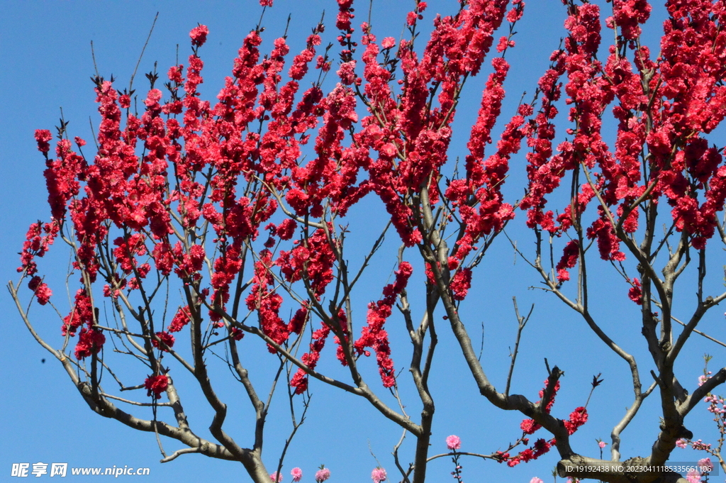 碧桃花 