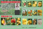 果品 专业种植技术 果园