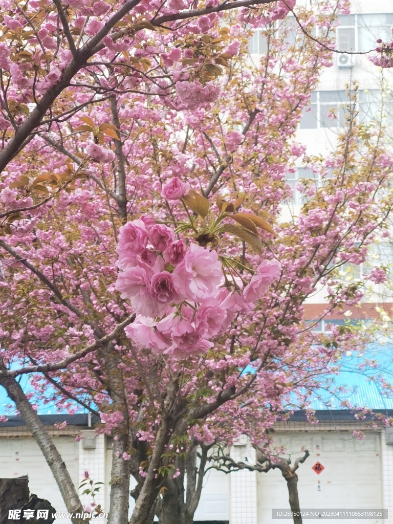 樱花