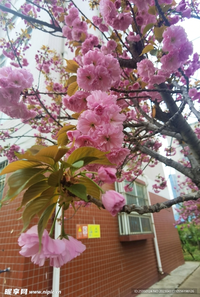 樱花