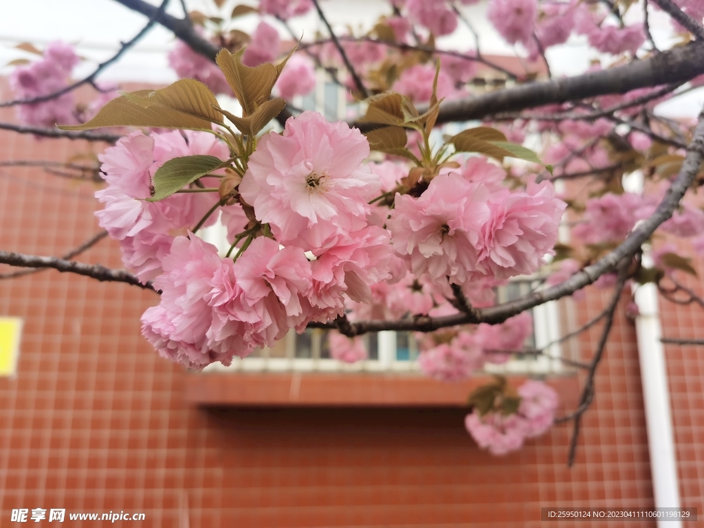 樱花