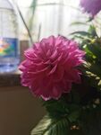 地瓜花