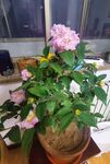 桂花